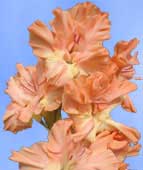 Цветы садового гладиолуса, номер 39