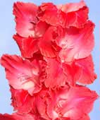 фото садовых цветов - гладиолусов Афте Шок