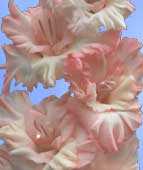 цветение гладиолусов