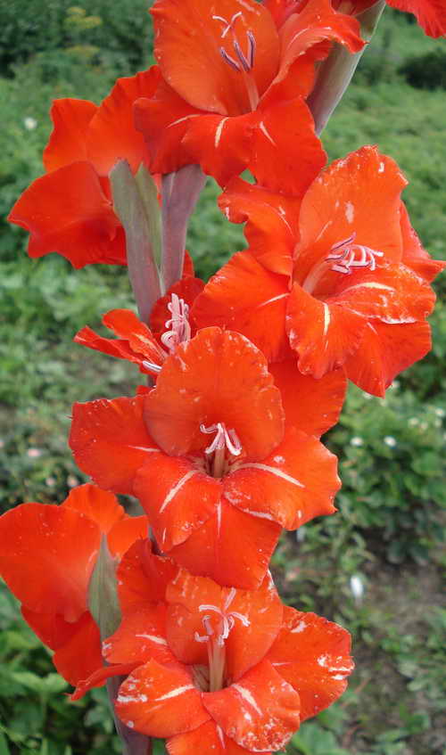 цветы гладиолуса Голланд Перл