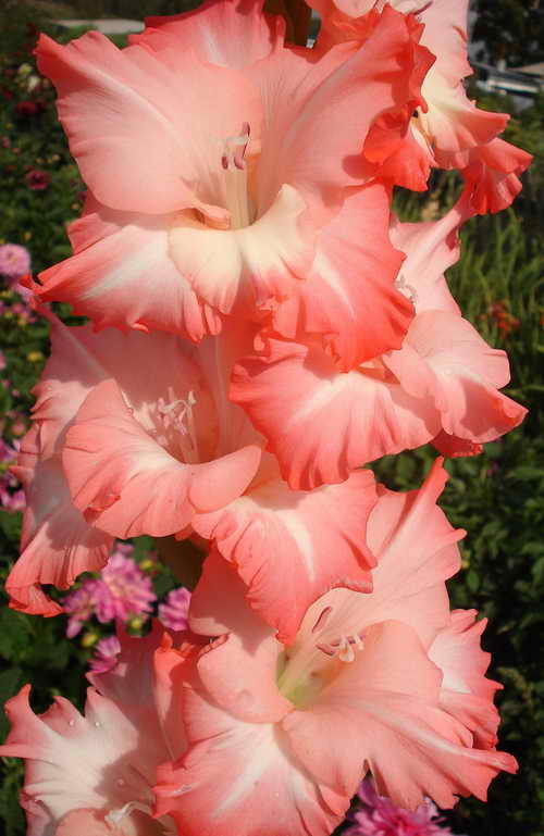 садовые цветы: гладиолус Хеопс