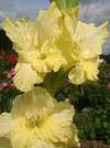 цветок гладиолуса  - Монинг Голд,