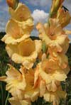 цветок гладиолуса  - Овация