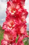 цветы гладиолуса Вандохия