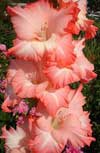 цветы гладиолусы Хеопс