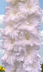 гладиолусы Снегово Бурже