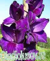 гладиолусы Фиолетовый Меч